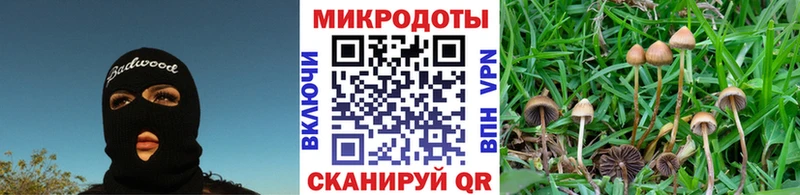 Псилоцибиновые грибы Psilocybe  гидра   Чусовой  как найти закладки 